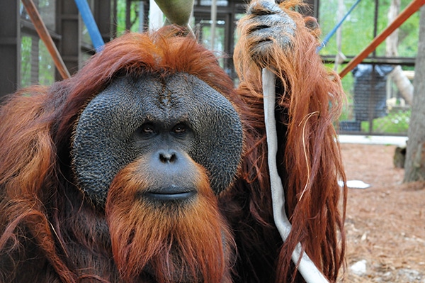 orangutan-stick
