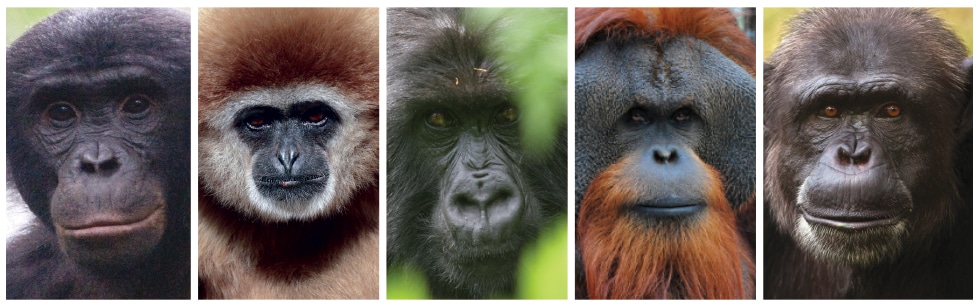 Portraits of a bonobo, a gibbon, a gorilla, an orangutan, and a chimpanzee
