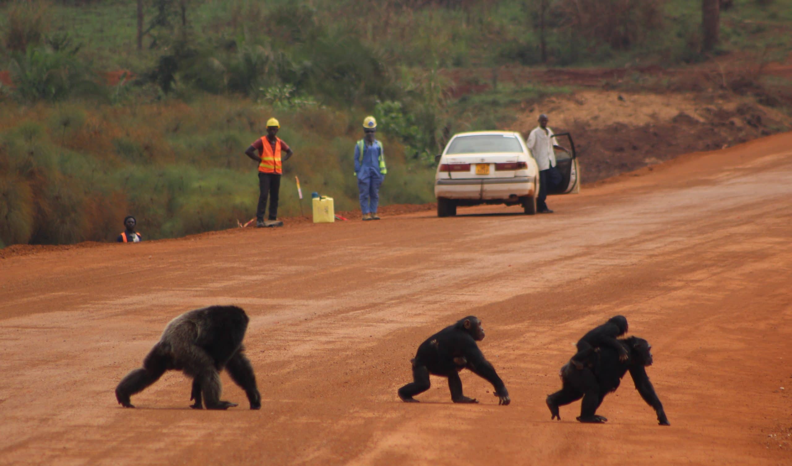2. Chimp road-cross Bulindi Uganda (Photo - Jacqueline Rohen)