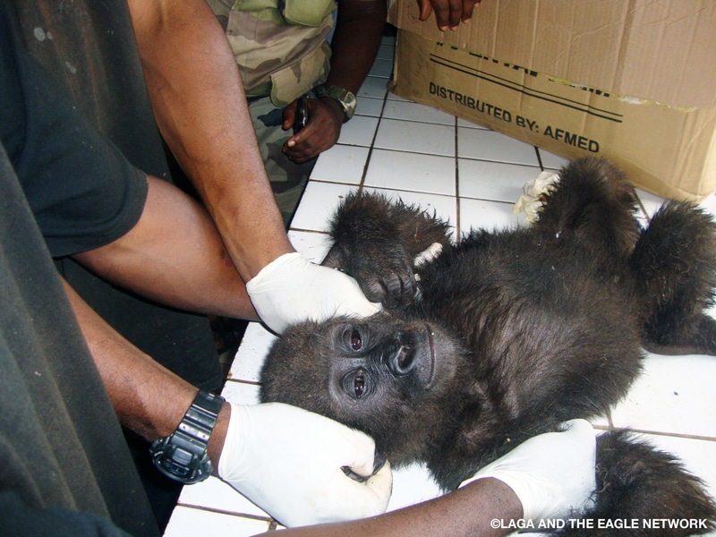A baby gorilla whose arms are held down on a white tile table by human hands wearing medical gloves