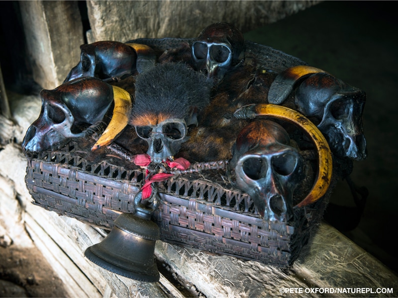 A Konyak Naga head trophy basket adorned with a bell, fur, boar tusks, and six skulls of western hoolock gibbon and capped langur