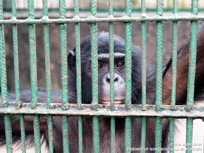 A bonobo looks at the camera through the bars of a large green cage