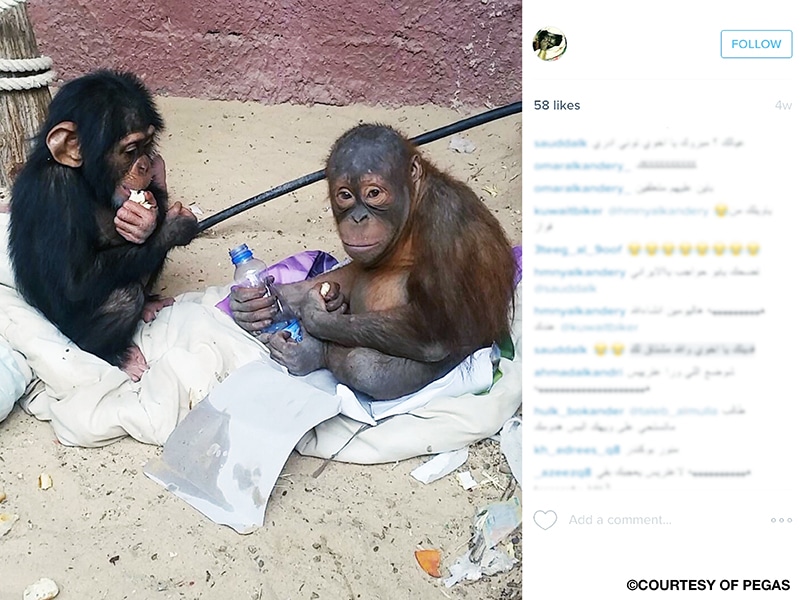 A screenshot of an Instagram post showing comments and an image of a baby chimpanzee and a baby orangutan sitting on bedsheets over a dirty floor near a cement wall, and holding pieces of food and a plastic water bottle
