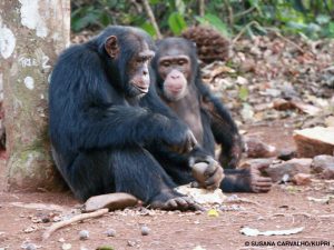 Two chimpanzees sitting against a tree and cracking oil palm nuts using a stone anvil and hammer