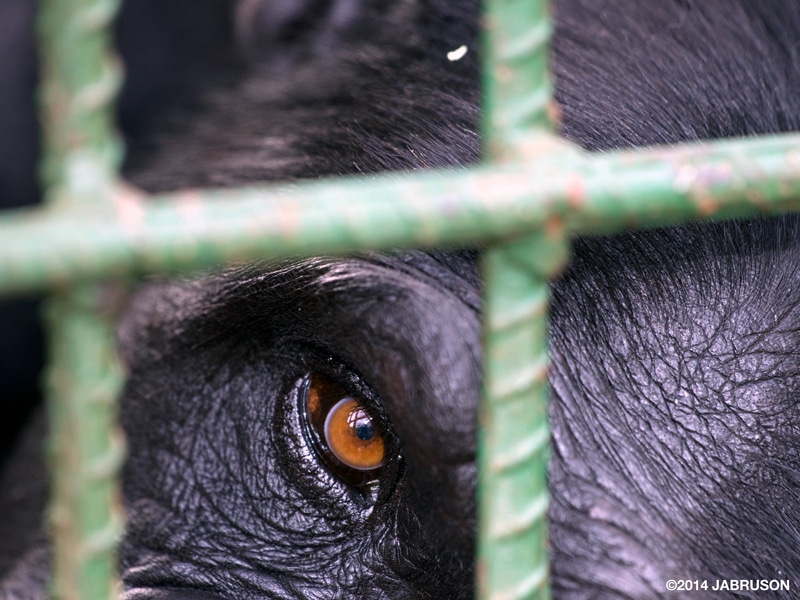 A close-up on the eye of a female eastern chimpanzee through a green cage