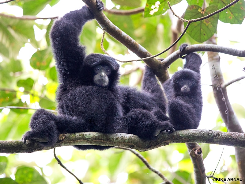 An adult siamang, a gibbon with black fur, sits on a tree branch with his baby, both extending their arms upward and grasping another branch above them