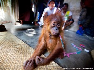 A young, underweight orangutan missing patches of fur sits on a cement floor with arms outstretched and a homemade leash around his neck, as people stand and sit behind him