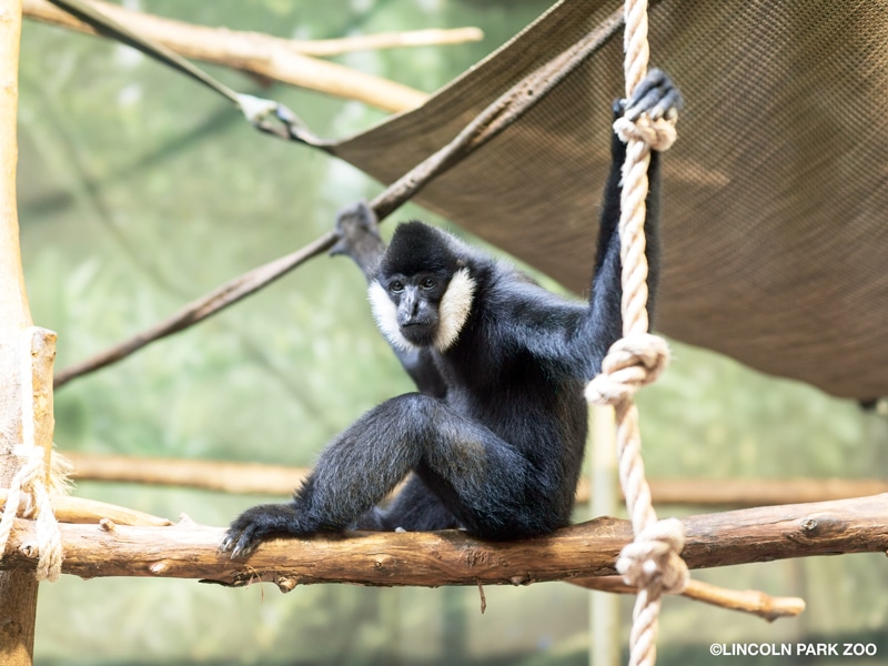 A gibbon with a black body and white cheeks sits on a branch and stretches his arms out to hold onto ropes