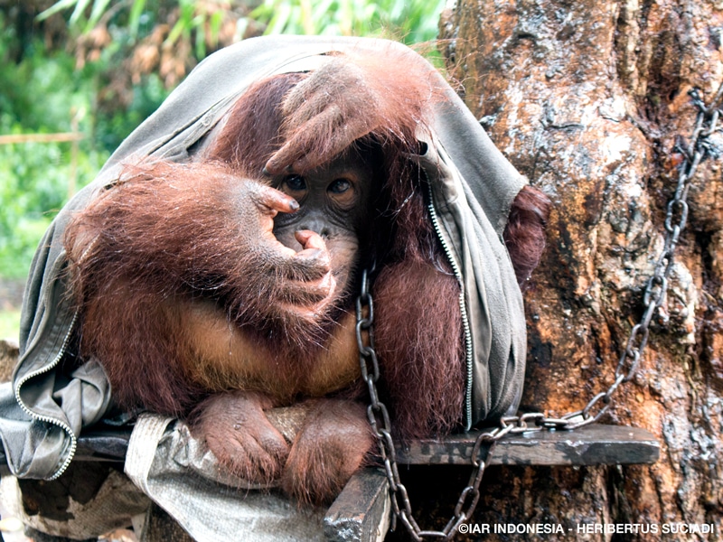 An orangutan chained to a tree sits hunched over on a piece of metal with a zippered sweatshirt draped over its body