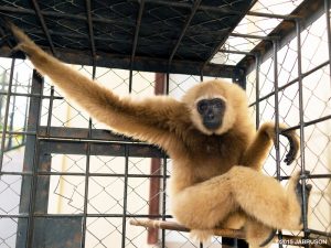 A Sumatran lar gibbon with beige fur resting on a pole and stretching out an arm in a cage