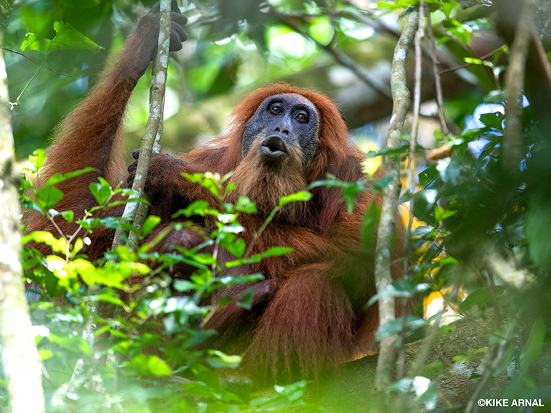A Sumatran orangutan sits in a tree with her baby and calls into a forest