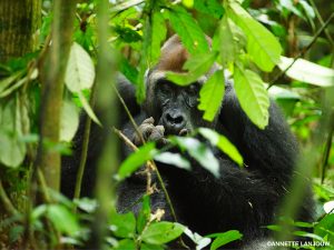 A western lowland gorilla eats in a forest